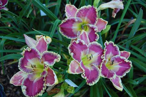 TrueNorthDaylilies